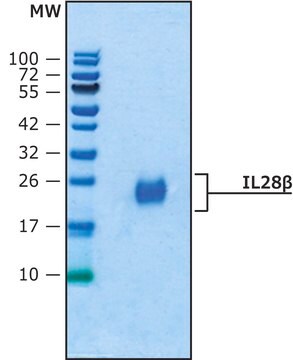 IL28&#946; human recombinant, expressed in HEK 293 cells, suitable for cell culture