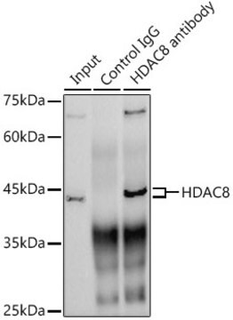 [KO Validated]Anti-HDAC8 Antibody, clone 1O2Y5, Rabbit Monoclonal