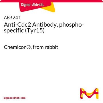 Anti-Cdc2 Antibody, phospho-specific (Tyr15) Chemicon&#174;, from rabbit