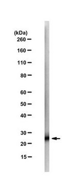 Anti-Tspan8-C Antibody, clone 51/15-8G4-17-42-1 clone 51/15-8G4-17-42-1, from rat