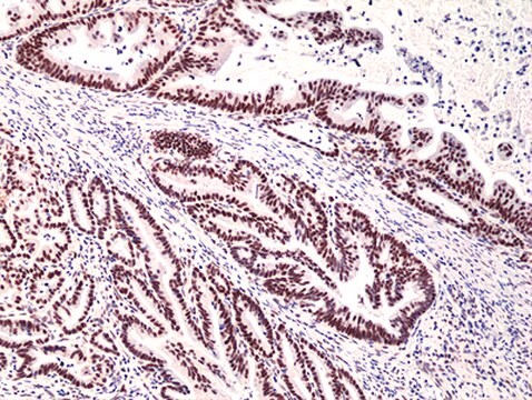 Anti-MSH3 Rabbit Monoclonal Antibody clone RM405, affinity purified immunoglobulin