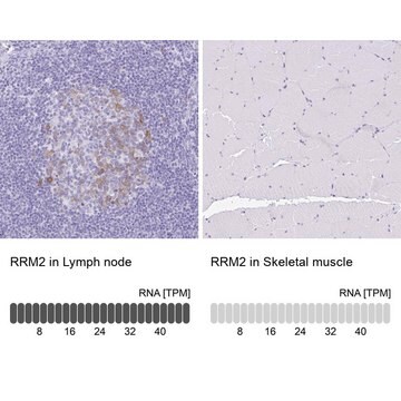 Anti-RRM2 antibody produced in rabbit Prestige Antibodies&#174; Powered by Atlas Antibodies, affinity isolated antibody, buffered aqueous glycerol solution