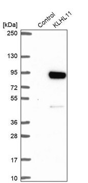 Anti-KLHL11 antibody produced in rabbit Prestige Antibodies&#174; Powered by Atlas Antibodies, affinity isolated antibody, buffered aqueous glycerol solution