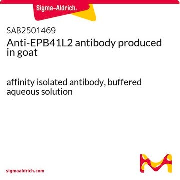 Anti-EPB41L2 antibody produced in goat affinity isolated antibody, buffered aqueous solution