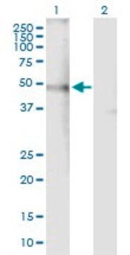 Anti-CHRNA4 antibody produced in mouse purified immunoglobulin, buffered aqueous solution