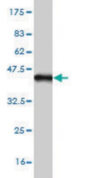 Monoclonal Anti-PGM2 antibody produced in mouse clone 1A3, purified immunoglobulin, buffered aqueous solution