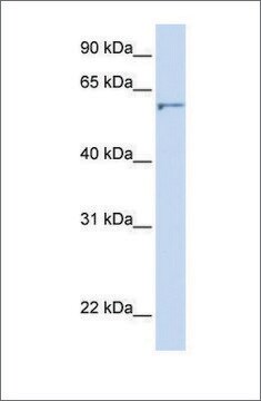 Anti-DHCR24 antibody produced in rabbit affinity isolated antibody