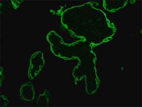 Monoclonal Anti-Cytokeratin Peptide 18 antibody produced in mouse clone CY-90, ascites fluid