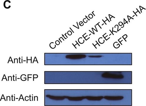 Anti-Green Fluorescent Protein (GFP) antibody, Mouse monoclonal clone GSN149, purified from hybridoma cell culture