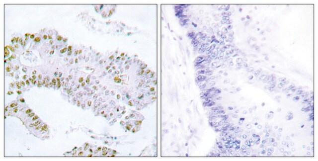 Anti-ERF antibody produced in rabbit affinity isolated antibody