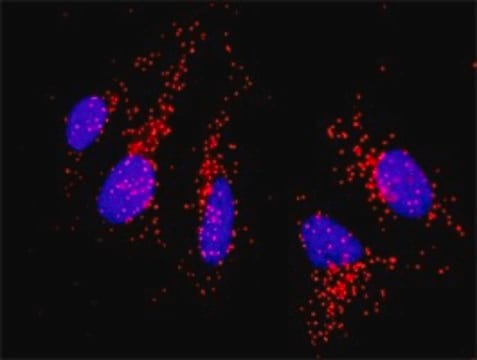 Anti-CD86 antibody produced in rabbit purified immunoglobulin, buffered aqueous solution