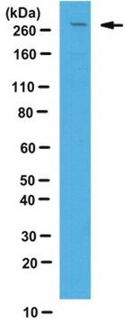 Anti-LRRK2 Antibody from rabbit, purified by affinity chromatography