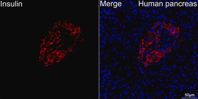 Anti-Insulin Antibody, clone 4C3Y9, Rabbit Monoclonal