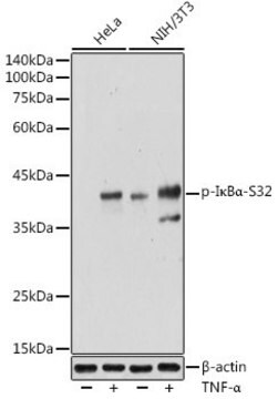 Anti-Phospho-I&#954;B&#945;-S32 antibody produced in rabbit