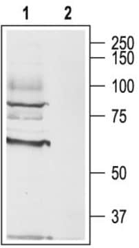 Anti-Muscarinic Acetylcholine Receptor (M3) antibody produced in rabbit affinity isolated antibody, lyophilized powder