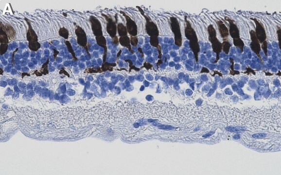 Anti-Arrestin-C Antibody, clone 1I3 ZooMAb&#174; Rabbit Monoclonal recombinant, expressed in HEK 293 cells