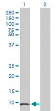 Anti-SAA1 antibody produced in rabbit purified immunoglobulin, buffered aqueous solution