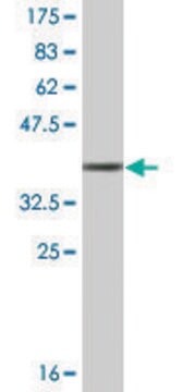 Monoclonal Anti-TNNT3, (C-terminal) antibody produced in mouse clone 1H4, ascites fluid