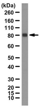 Anti-LRP1 Antibody, Intracellular domain serum, from rabbit