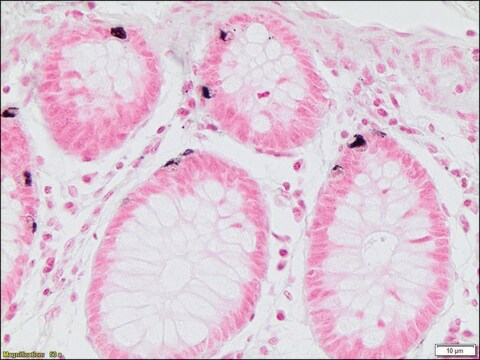 Argentaffin TISSUE-TROL&#8482; Control Slides human intestine tissue containing argentaffin granules