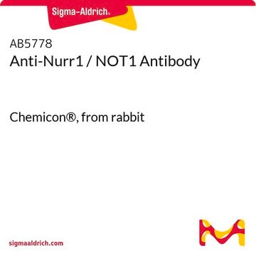 Anti-Nurr1 / NOT1 Antibody Chemicon&#174;, from rabbit