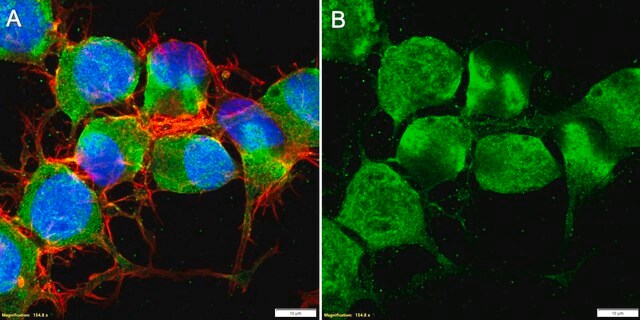 Anti-CRFR1/CRHR1 Antibody, clone 1N21 ZooMAb&#174; Rabbit Monoclonal recombinant, expressed in HEK 293 cells