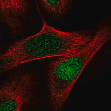 Anti-AQR antibody produced in rabbit Prestige Antibodies&#174; Powered by Atlas Antibodies, affinity isolated antibody