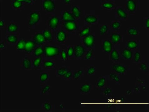 Monoclonal Anti-HDAC8 antibody produced in mouse clone 2F4, purified immunoglobulin, buffered aqueous solution