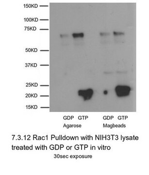 Rac1 Activation Magnetic Beads Pulldown Assay Non-radioactive Rac1 Activation Assay Kit can be used to precipitate Rac1-GTP from cell lysates, &amp; detection by a Rac1 specific monoclonal antibody.