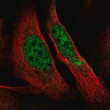 Anti-POLR2A antibody produced in rabbit Prestige Antibodies&#174; Powered by Atlas Antibodies, affinity isolated antibody