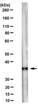 Anti-PP2AC alpha/beta Antibody, clone 11H12 clone 11H12, from mouse