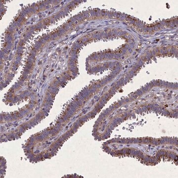 Anti-FAM96B antibody produced in rabbit Prestige Antibodies&#174; Powered by Atlas Antibodies, affinity isolated antibody, buffered aqueous glycerol solution