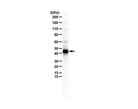 Anti-PAGR1 (PA1) from rabbit