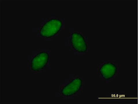 Anti-POLR3C antibody produced in mouse purified immunoglobulin, buffered aqueous solution