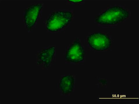 Monoclonal Anti-SETDB1 antibody produced in mouse clone 4A3, purified immunoglobulin, buffered aqueous solution