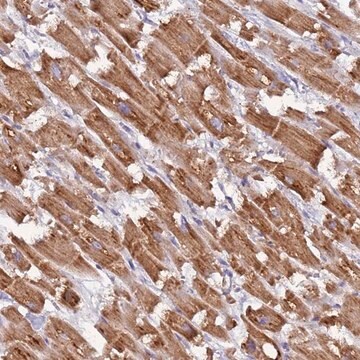 Anti-UQCRQ antibody produced in rabbit Prestige Antibodies&#174; Powered by Atlas Antibodies, affinity isolated antibody, buffered aqueous glycerol solution