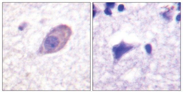 抗Kir5.1 ウサギ宿主抗体 affinity isolated antibody