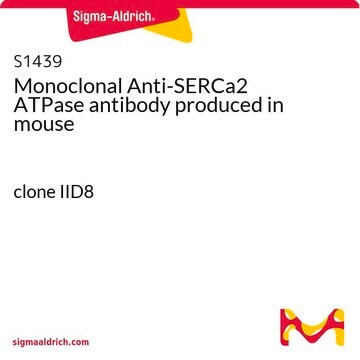 Monoclonal Anti-SERCa2 ATPase antibody produced in mouse clone IID8