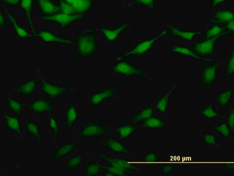 ANTI-STAU2 antibody produced in mouse clone 3B7, purified immunoglobulin, buffered aqueous solution