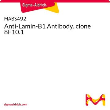 Anti-Lamin-B1 Antibody, clone 8F10.1