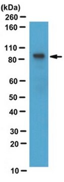 Anti-PIP5K-Type 1 gamma Antibody from rabbit