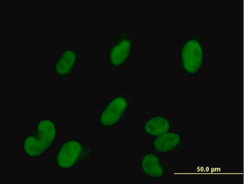 Anti-SMARCE1 antibody produced in mouse purified immunoglobulin, buffered aqueous solution