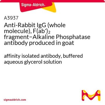 Anti-Rabbit IgG (whole molecule), F(ab&#8242;)2 fragment&#8722;Alkaline Phosphatase antibody produced in goat affinity isolated antibody, buffered aqueous glycerol solution