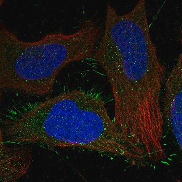 Anti-CALCRL antibody produced in rabbit Prestige Antibodies&#174; Powered by Atlas Antibodies, affinity isolated antibody