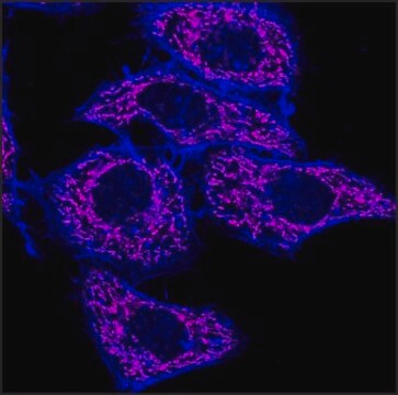 Anti-Mouse IgG1 (&#947;1), CF&#8482;640R antibody produced in goat ~2&#160;mg/mL, affinity isolated antibody, buffered aqueous solution