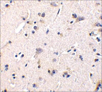 Anti-GFR&#945;1 antibody produced in rabbit IgG fraction of antiserum, buffered aqueous solution