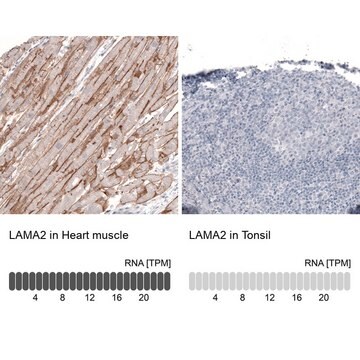 Monoclonal Anti-LAMA2 antibody produced in mouse Prestige Antibodies&#174; Powered by Atlas Antibodies, clone CL3450, purified immunoglobulin, buffered aqueous glycerol solution