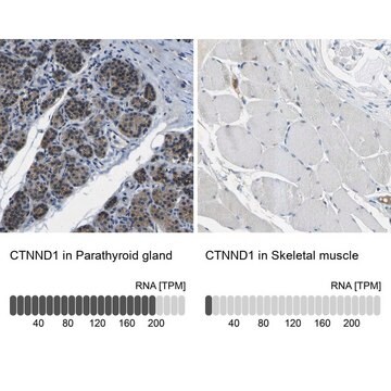 Anti-CTNND1 antibody produced in rabbit Prestige Antibodies&#174; Powered by Atlas Antibodies, affinity isolated antibody, buffered aqueous glycerol solution