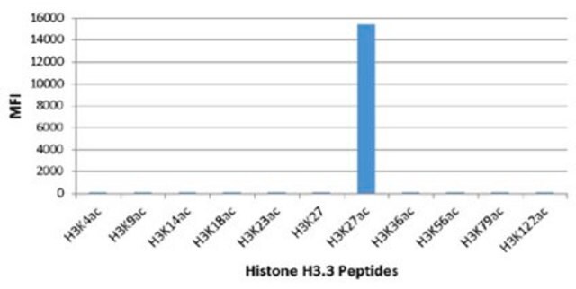 Anti-acetyl-Histone H3 (Lys27) Antibody, clone RM172 clone RM172, from rabbit