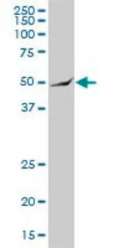 Anti-ARHGAP25 antibody produced in mouse IgG fraction of antiserum, buffered aqueous solution